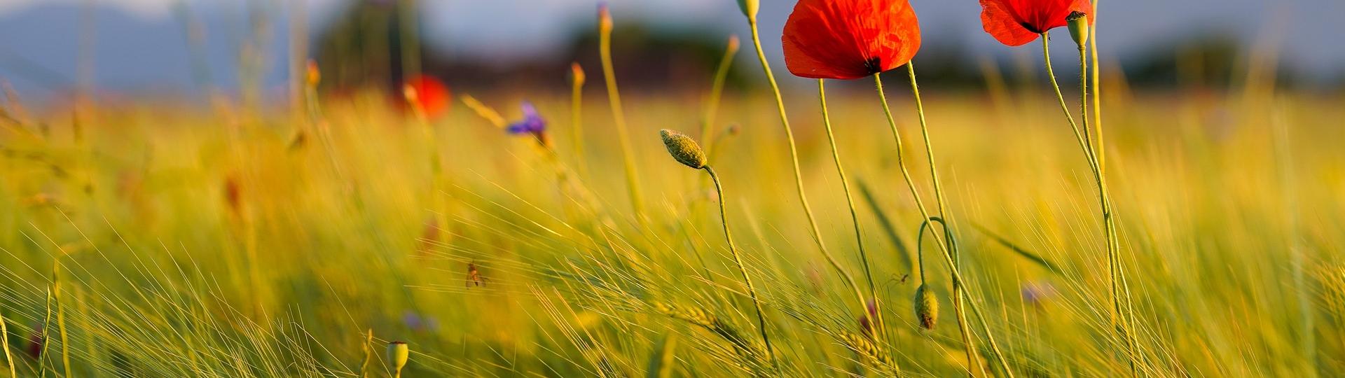 Champ de coquelicots